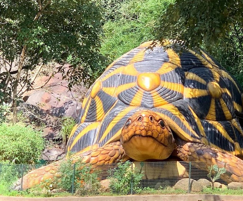 animal sitting munnar